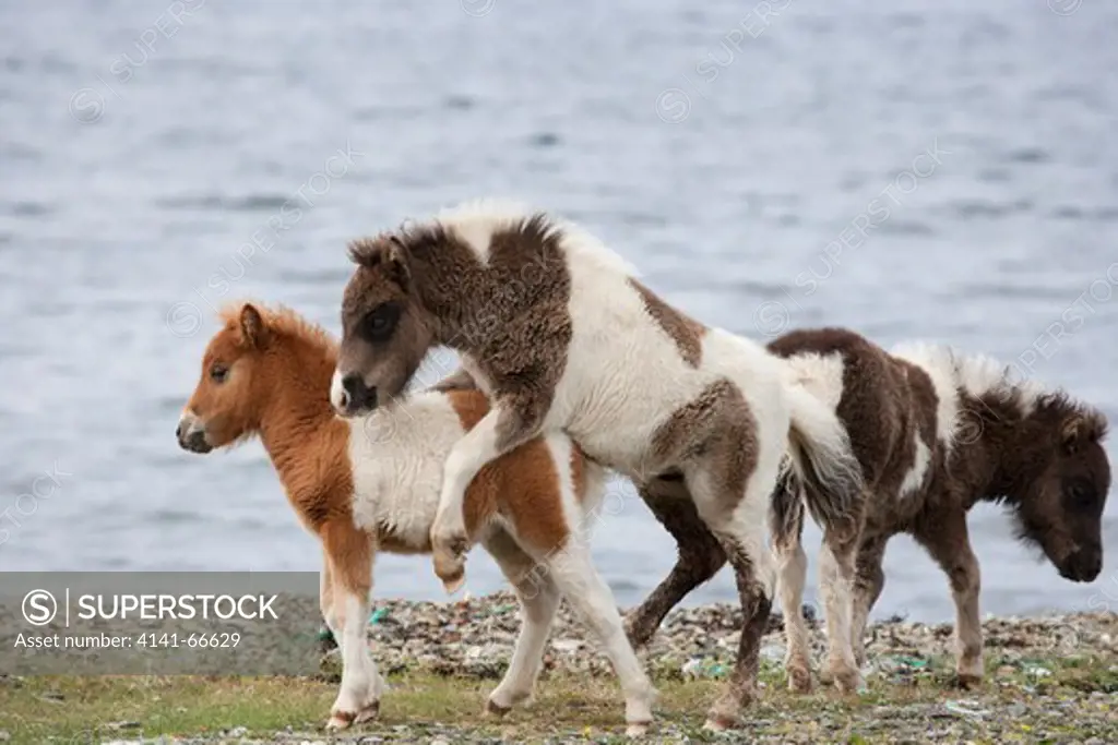 Shetland Pony - young foals playing Shetland, UK MA002500