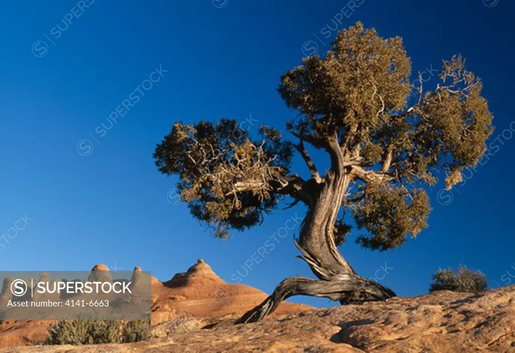 utah juniper juniperus osteosperma arches national park, utah, usa
