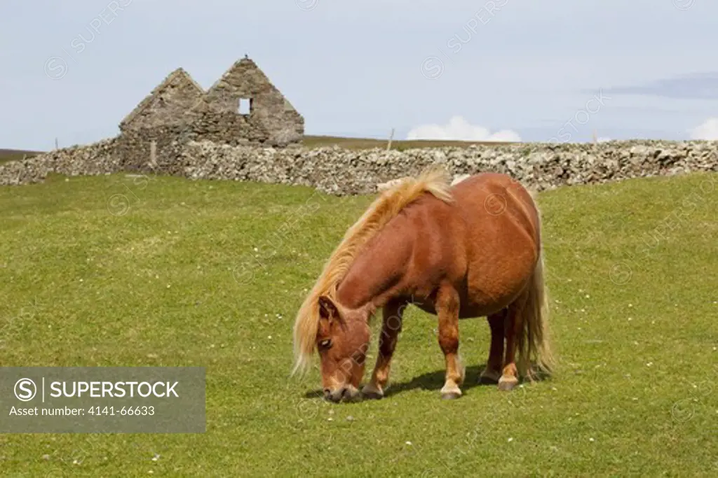 Shetland Pony - grazing with abandoned croft in background Shetland, UK MA002510