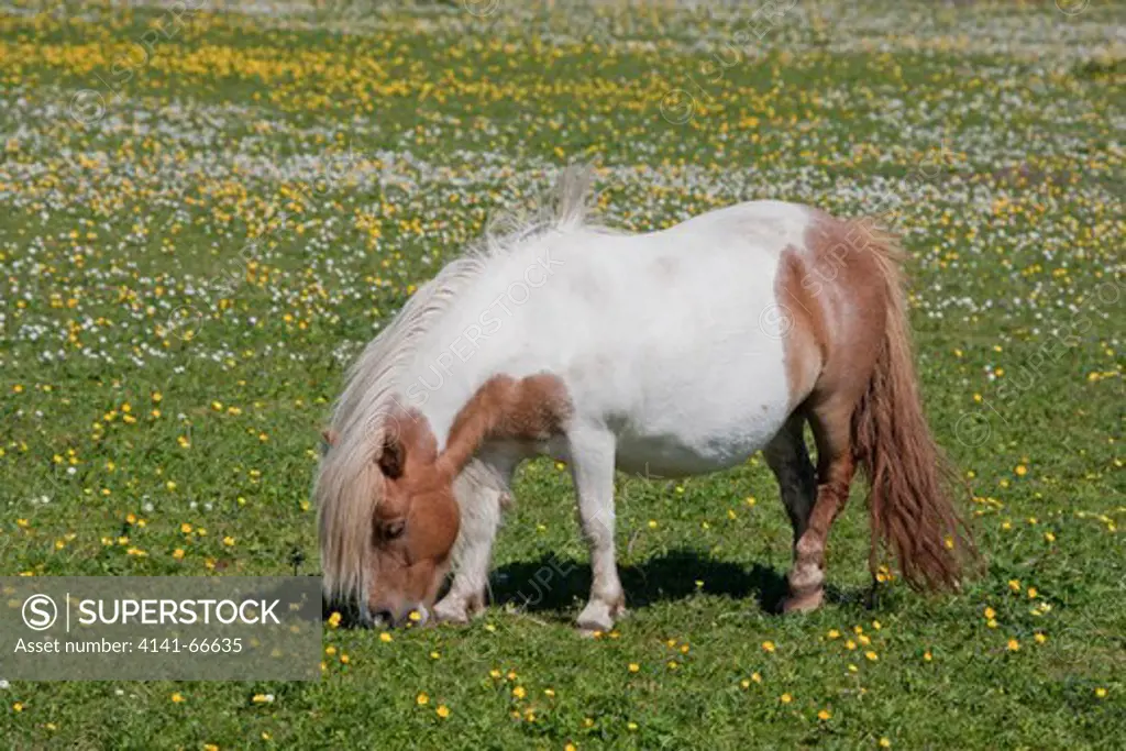 Shetland Pony - grazing in flower meadow Shetland, UK MA002515