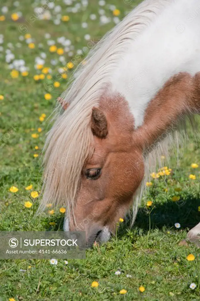 Shetland Pony - grazing in flower meadow Shetland, UK MA002516