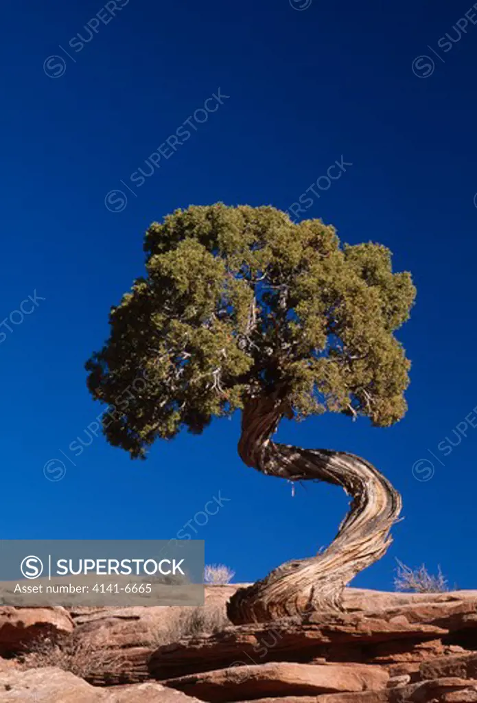 utah juniper juniperus osteosperma canyonlands national park, utah, usa