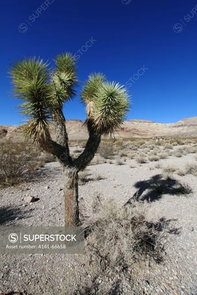 Joshua Tree in the Mojave Desert in California, USA