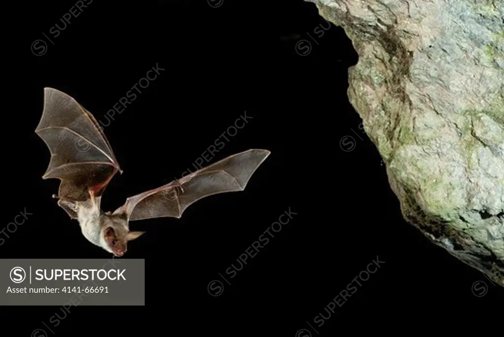 MOUSE EARED BAT IN FLY, Myotis myotis