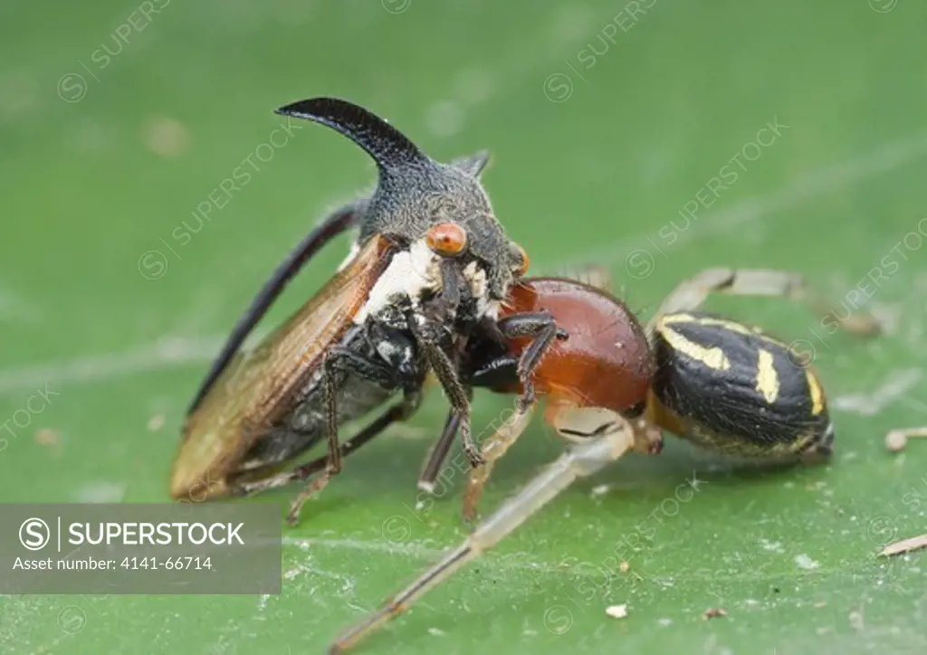 A crab spider with treehopper prey, Kuala Lumpur, Malaysia