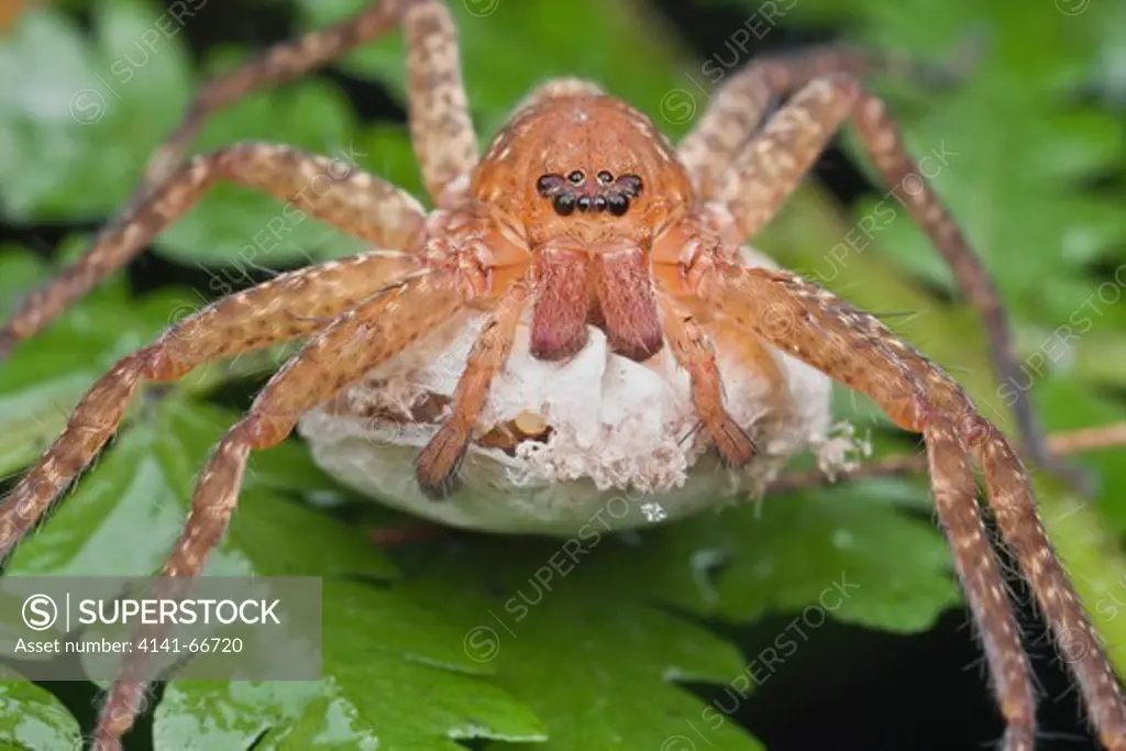 A female huntsman guarding her egg case with spiderlings about to emerge, Petaling Jaya, Malaysia