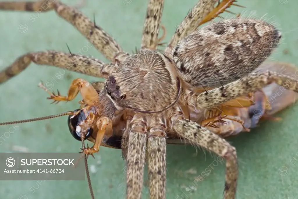 Huntsman spider with cockroach prey, Kuala Lumpur, Malaysia