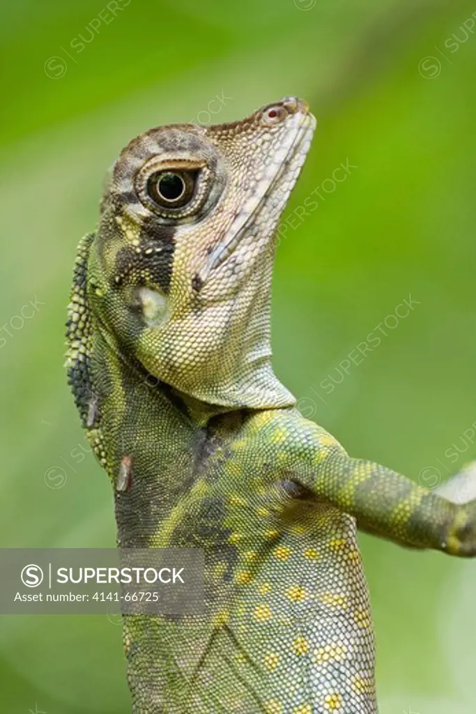 A female angle head lizard, Selangor State Park, Malaysia