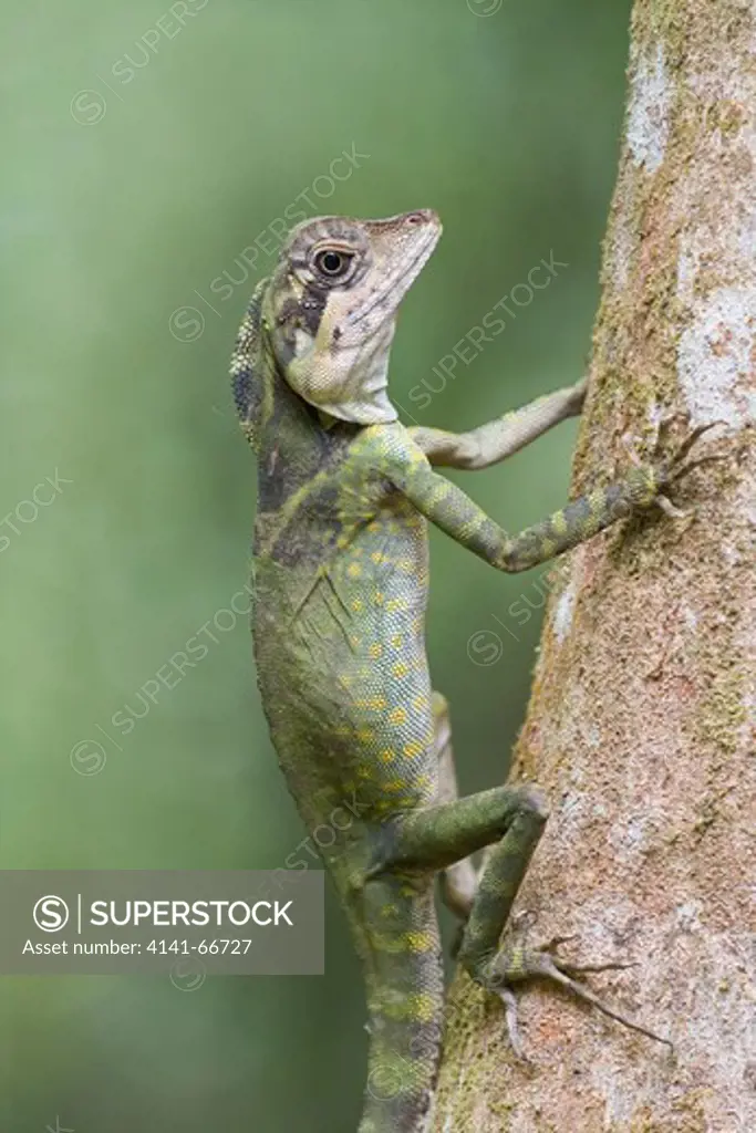 A female angle head lizard on a tree trunk, Selangor State Park, Malaysia