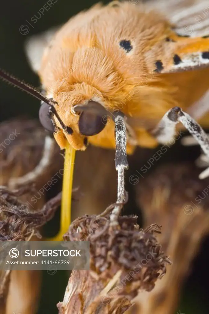 An orange moth sucking nectar from a weed