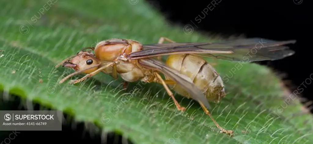 A weaver ant queen, Kuala Lumpur, Malaysia