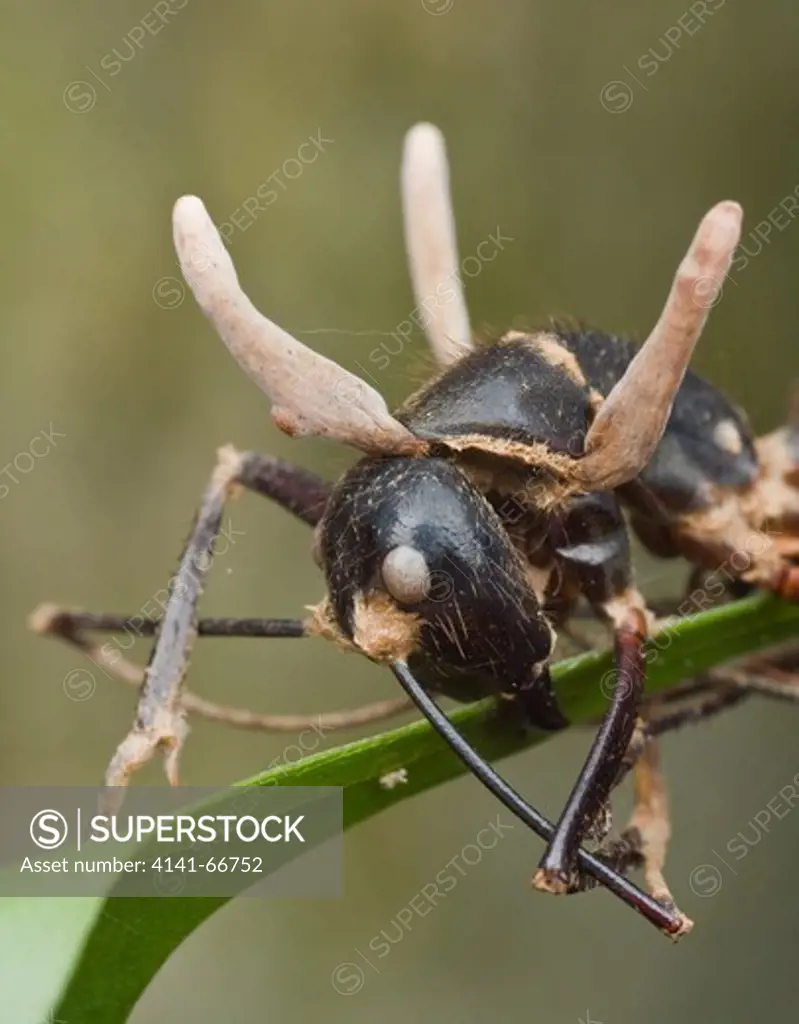 Camponotus gigas ant  being eaten by a zombie-ant Ophiocordyceps fungus, Kuala Lumpur, Malaysia