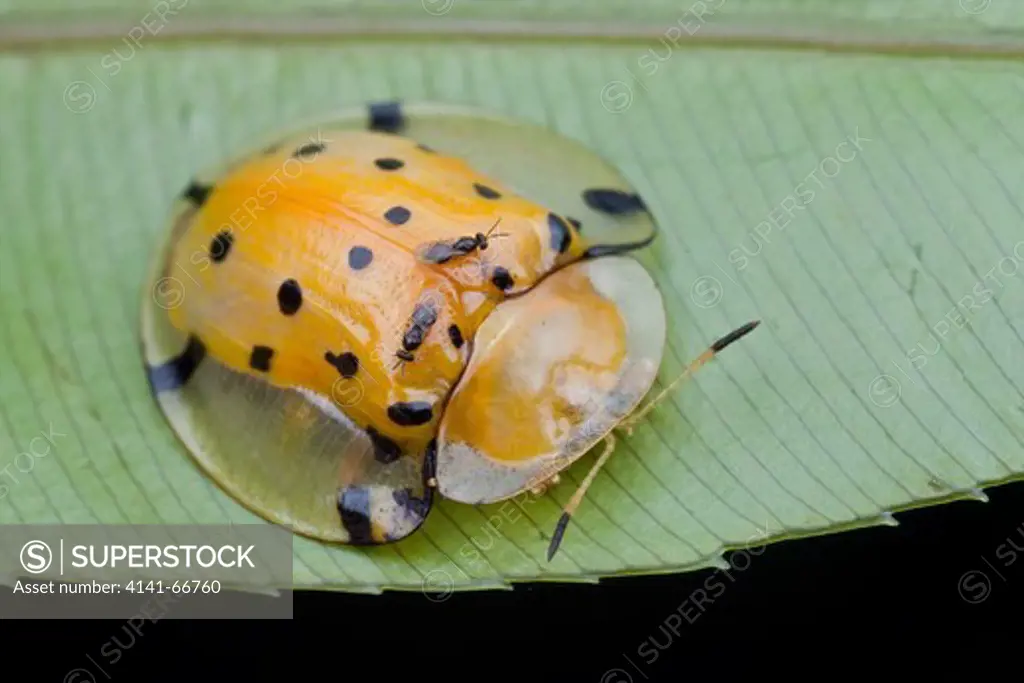 Tortoise beetle, Aspidomorpha miliaris with a couple of parasitoid wasps on it, Kuala Lumpur, Malaysia