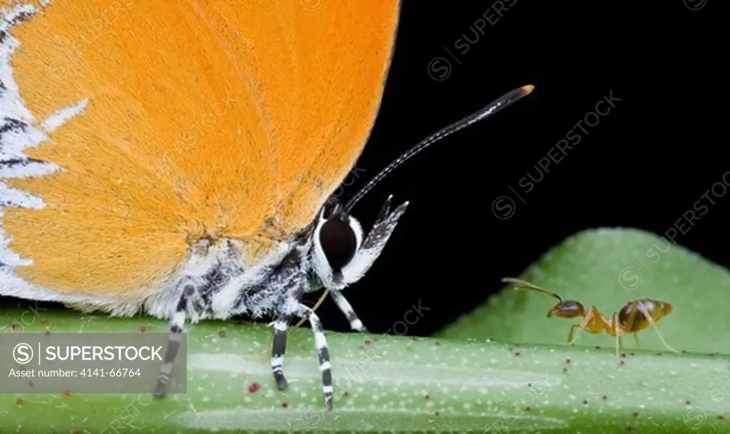 Eooxylides tharis distanti (Branded Imperial) butterfly with a Camponotus sp. ant, Petaling Jaya, Malaysia