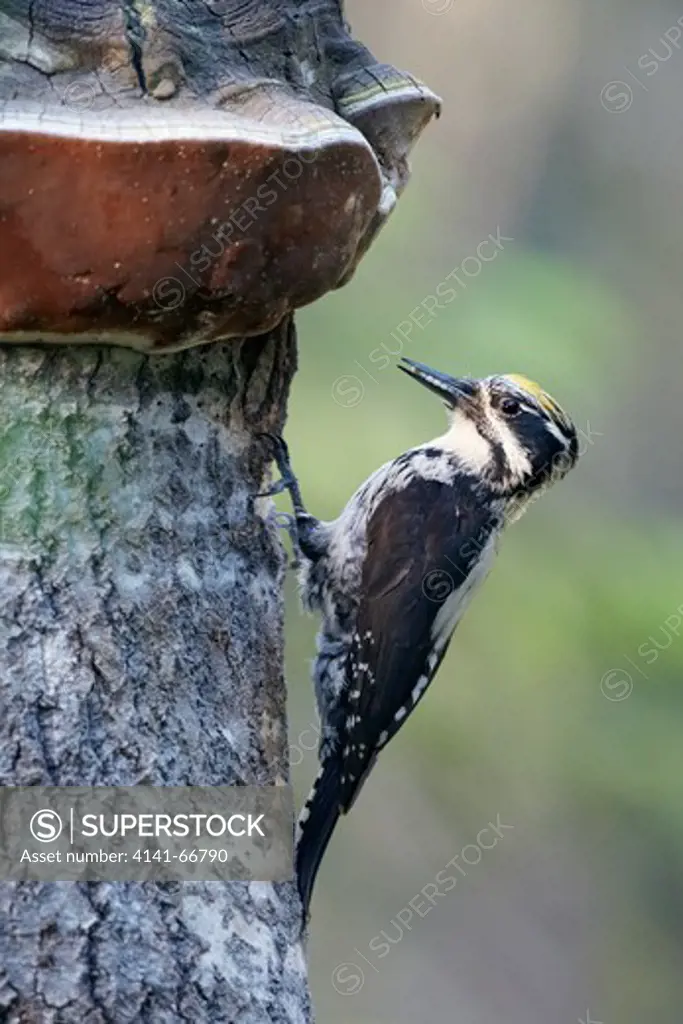 Eurasian Three-toed Woodpecker (Picoides tridactylus) climbing on wood fame, Kontiolahti, Finland, June 2010
