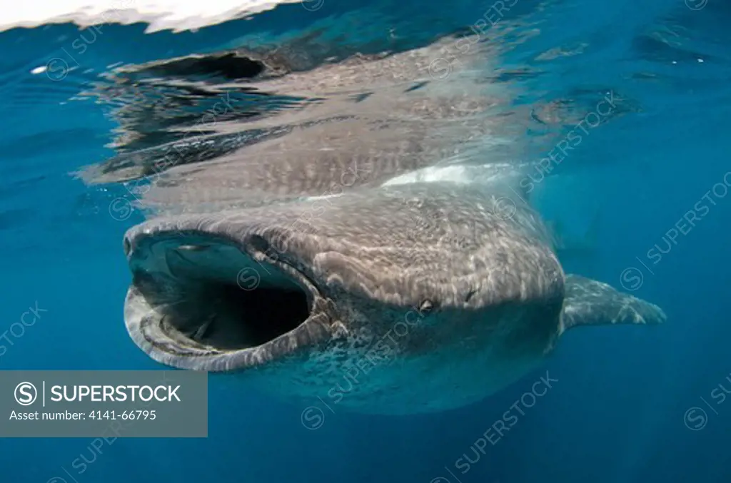 whale shark, rhincodon typus, wide open mouth while feeding on plancton near surface at Isla Mujeres Mexico