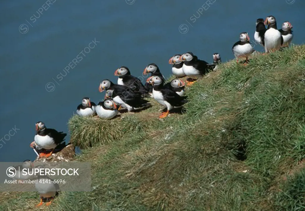 puffin group fratercula arctica on cliff edge, close to nesting burrow
