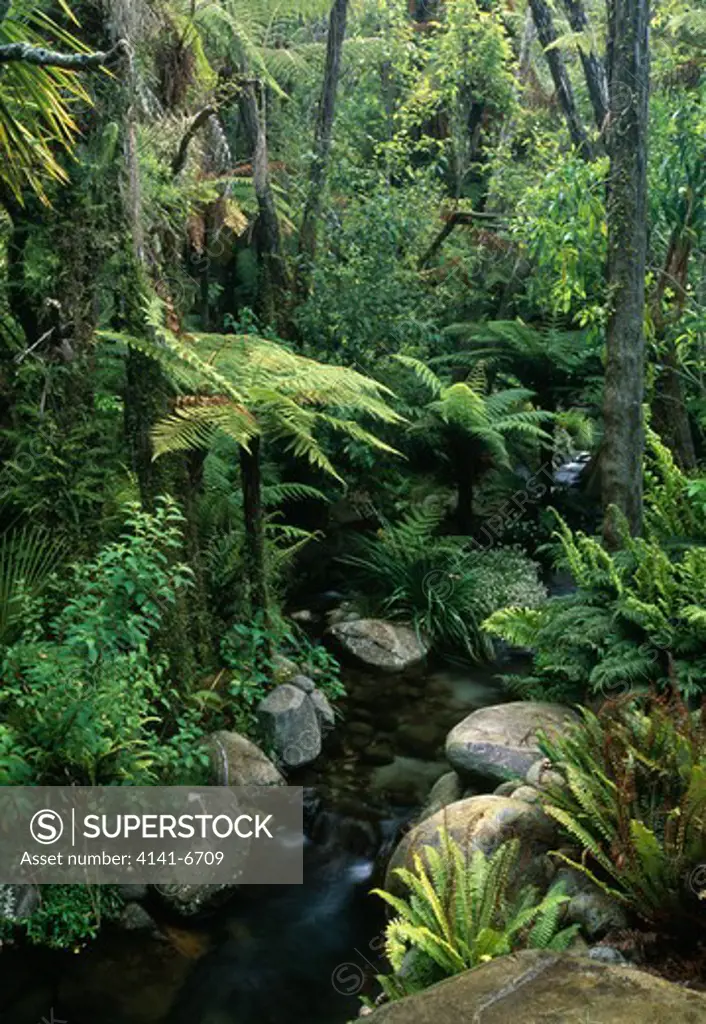 rainforest with stream and tree ferns, near rotarua, north island, new zealand