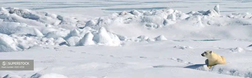 polar bear on arctic pack ice spitsbergen