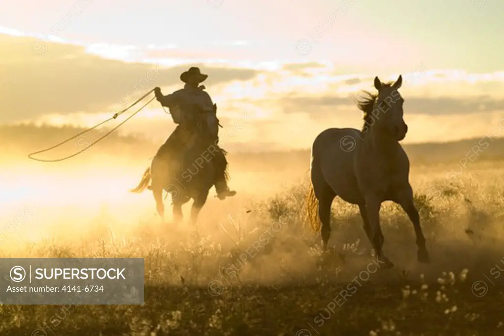 cowboy lassoing horse at sunset oregon usa