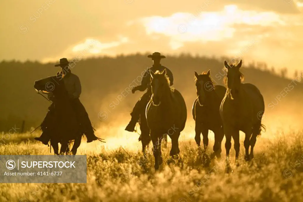 cowboys and horses at sunset oregon usa