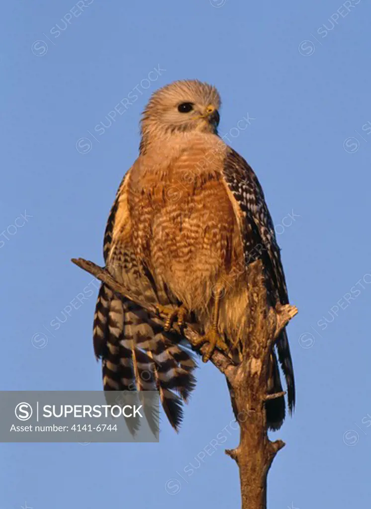 red-shouldered hawk buteo lineatus florida. march