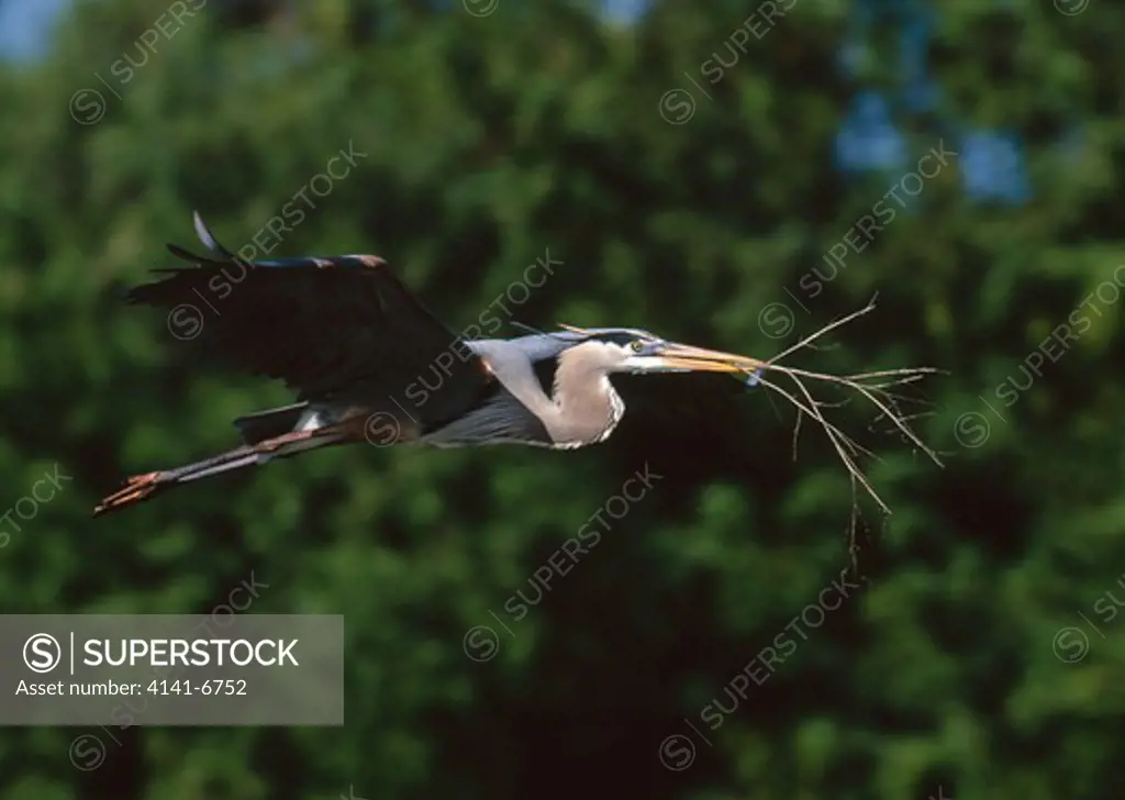 great blue heron ardea herodias in flight carrying nesting material florida, usa.