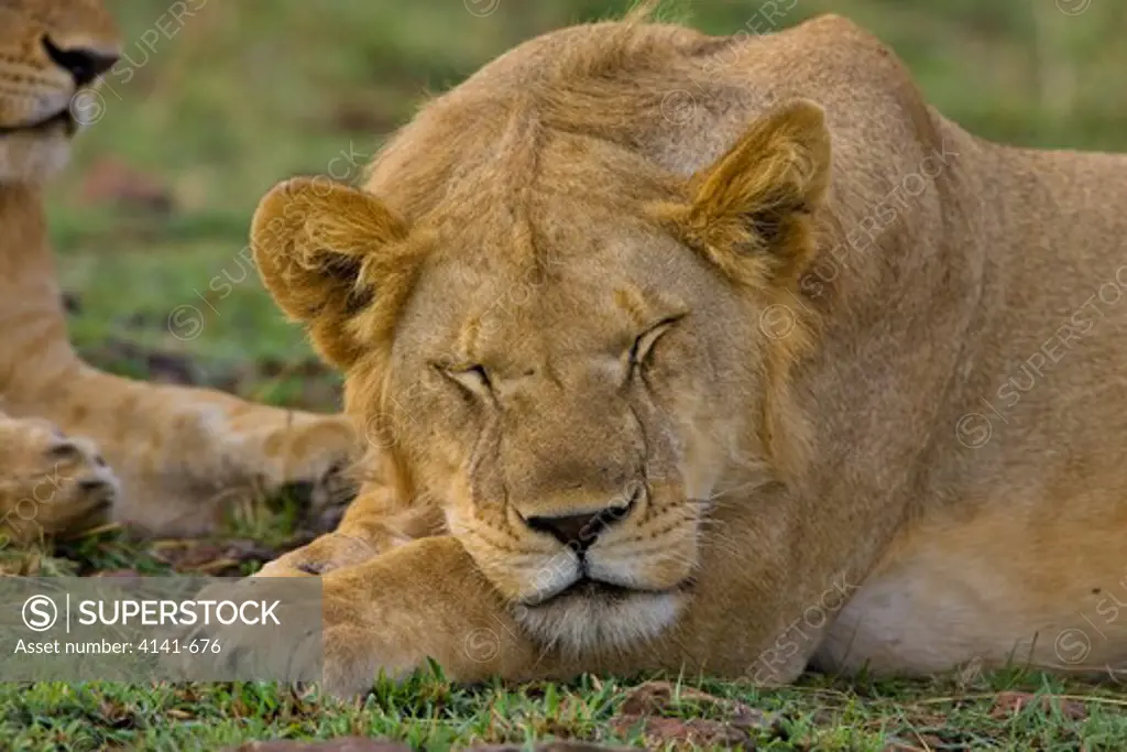 african lion panthera leo asleep masai mara, kenya, africa