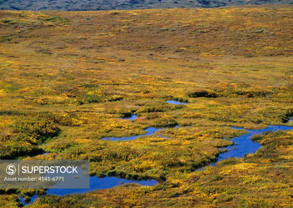 tundra and pond in autumn denali national park, alaska. september