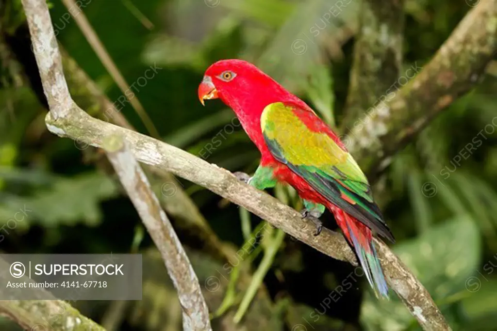 Chattering lory, Lorius garrulus, single captive bird on branch, Indonesia, March 2011