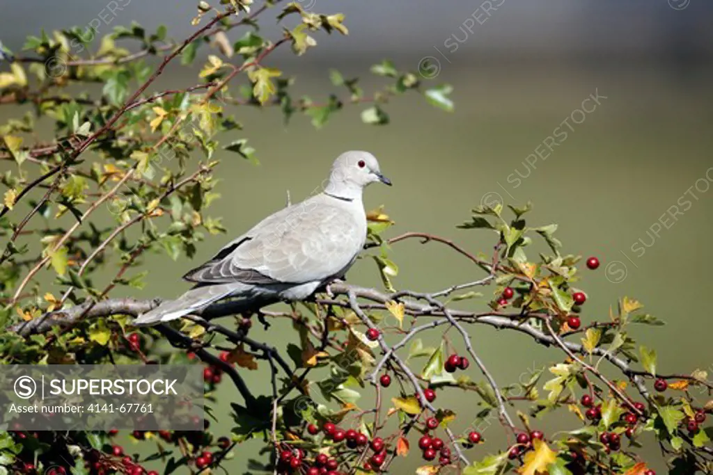 Collared dove, Streptopelia decaocto, single bird on branch,     Warwickshire, September 2012
