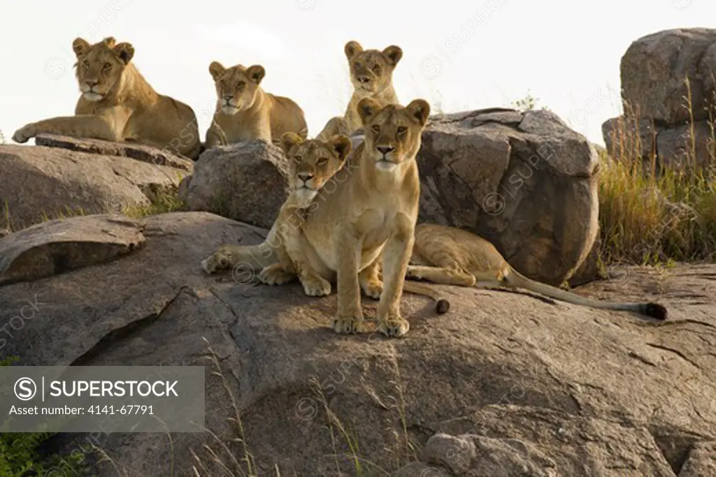 African Lion, Panthera leo, Gol Kopjis, Serengeti National Park, Tanzania, Africa