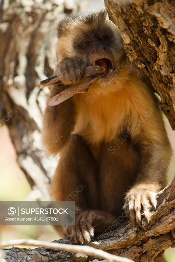 Brown Capuchin Monkey, Cebus apella, in tree eating grasshopper, Pantanal, Brazil, South America