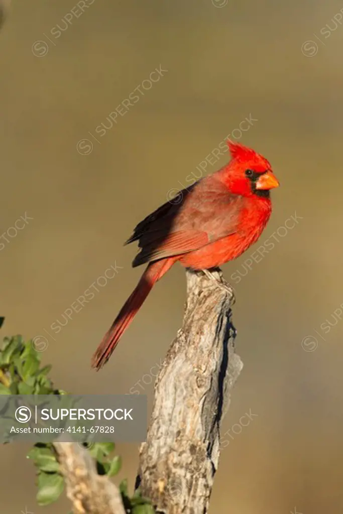 Northern Cardinal, Cardinalis cardinalis sitting on branch, southern Arizona, United States