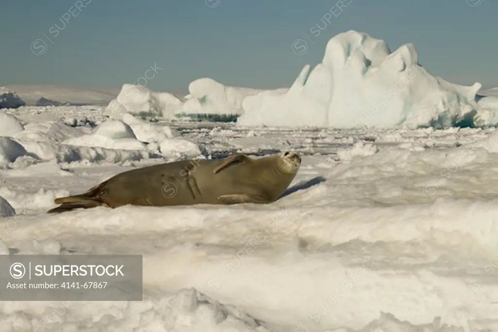 Crabeater Seal, resting on ice, Lobodon carcinophagus, Devil Island Antarctica