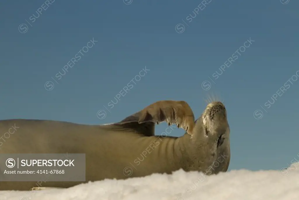 Crabeater Seal, resting on ice, Lobodon carcinophagus, Devil Island Antarctica