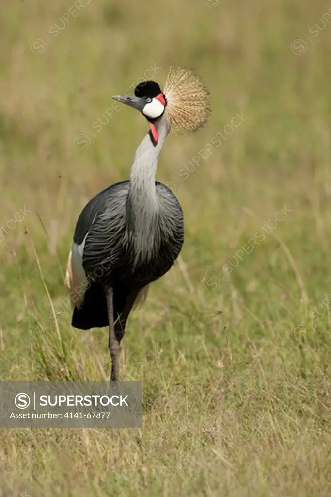 Grey-crowned Crane, Balearica regulorum, Lower Mara, Masai Mara Game Reserve, Kenya Africa, in grassland, alert, calling