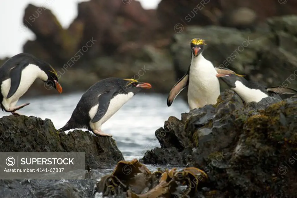 Macaroni Penguin, Eudyptes chrysolophus, Cooper Bay Antarctica on rocks.