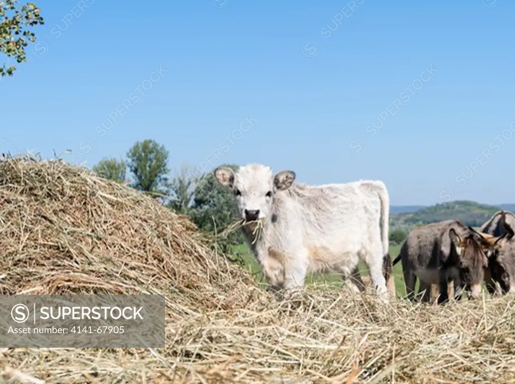 Calf of Hungarian Grey Cattle or Hungarian Steppe Cattle (bos primigenus hungaricus), an old and hardy rare cattle breed.  Europe, Eastern Europe, Hungary, October