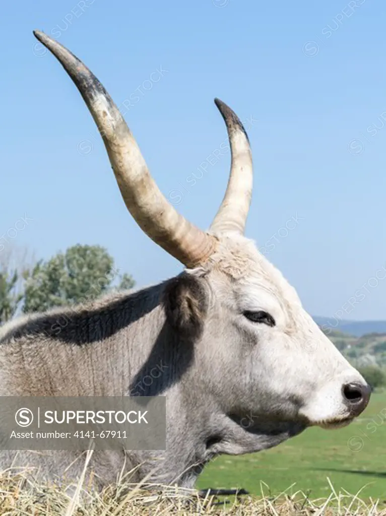 Hungarian Grey Cattle or Hungarian Steppe Cattle (bos primigenus hungaricus), an old and hardy rare cattle breed.  Europe, Eastern Europe, Hungary, October