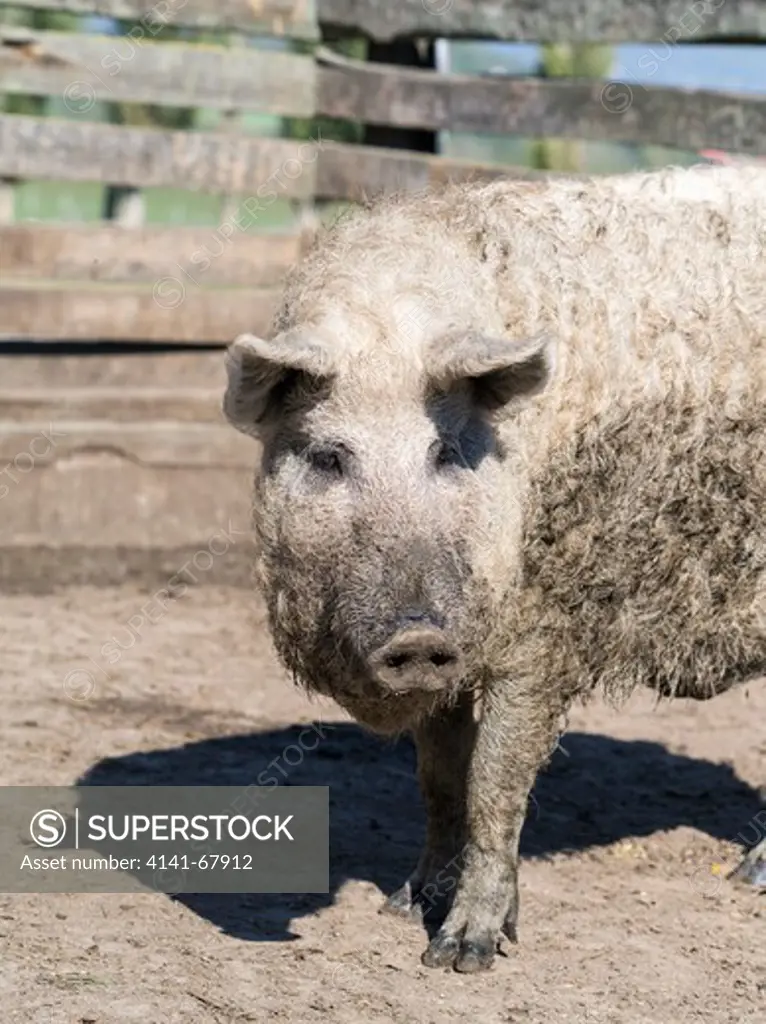 Mangalitsa pg or curly hair hog (Sus scrofa domestica),an old hardy rare breed typical for the hungarian steppe. Europe, Eastern Europe, Hungary, October