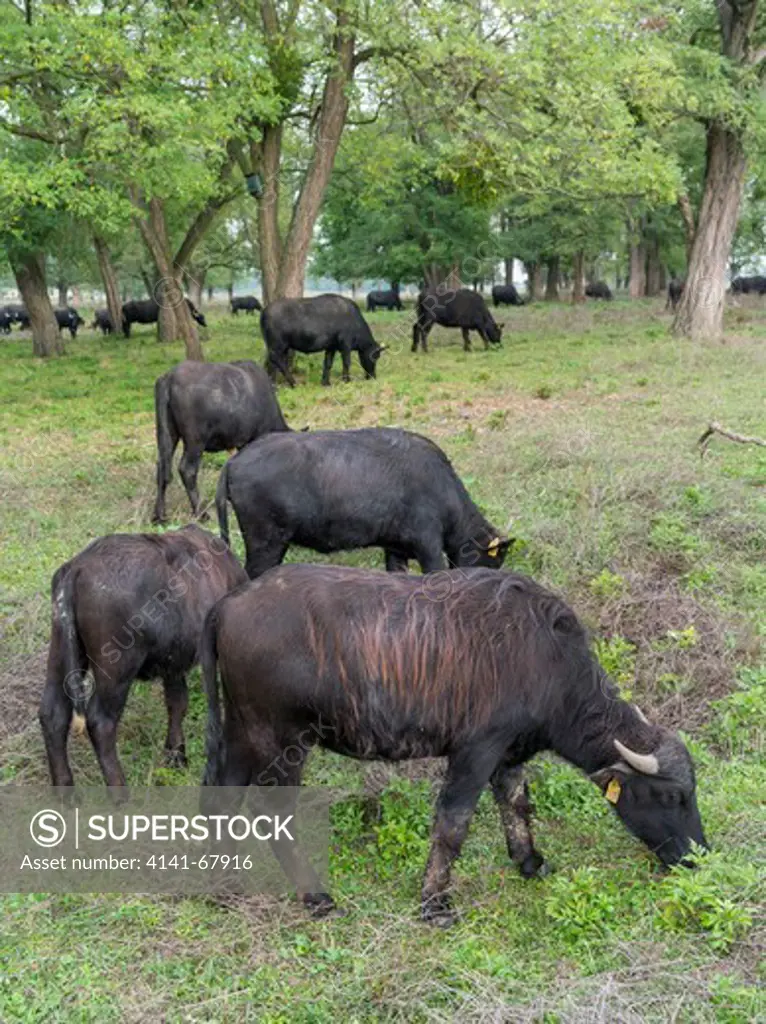 Water Buffalo (hungarian or pannonian water buffalo, Bubalus arnee)  in the buffalo reserve of  Kapolnapuszta near lake balaton. Historically water buffaoes had been of great importance for the hungarian agriculture, nowdays they are bred only in reserves or farms specialized on rare breeds or they are part of tourist attractions. Europe, Eastern Europe, Hungary, October