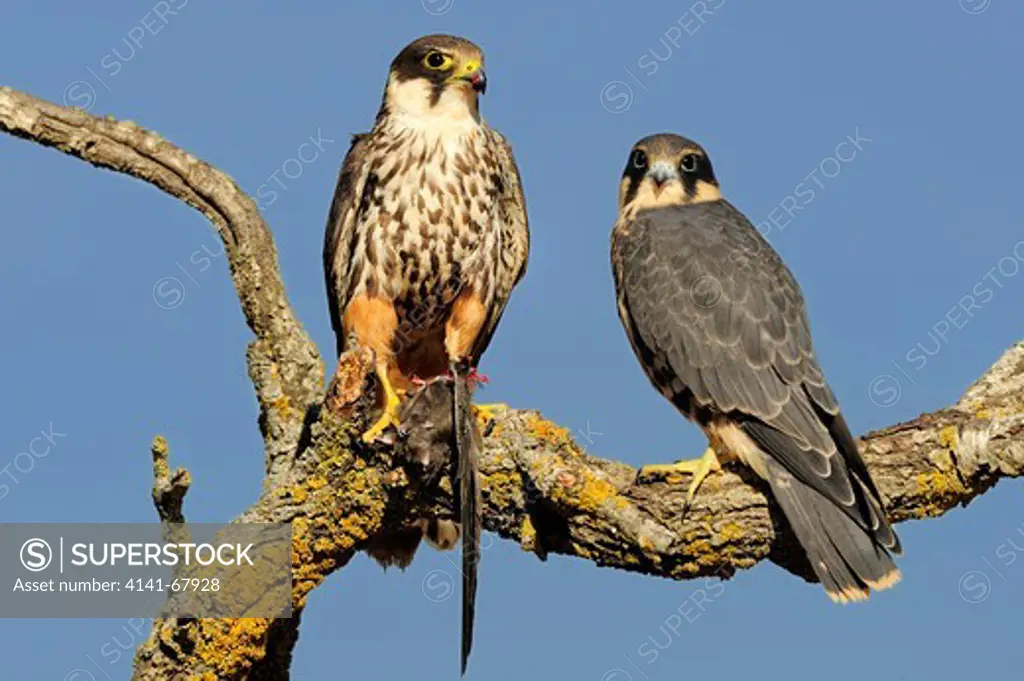 HOBBY (Falco subbuteo) adult and young with prey COMMON SWIFT (A. apus). Lleida, Catalonia. Spain