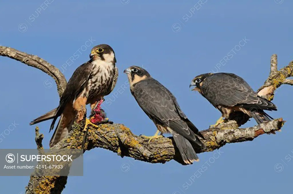HOBBY (Falco subbuteo) adult with prey COMMON SWIFT (A. apus) feeding young and brother. Lleida, Catalonia. Spain