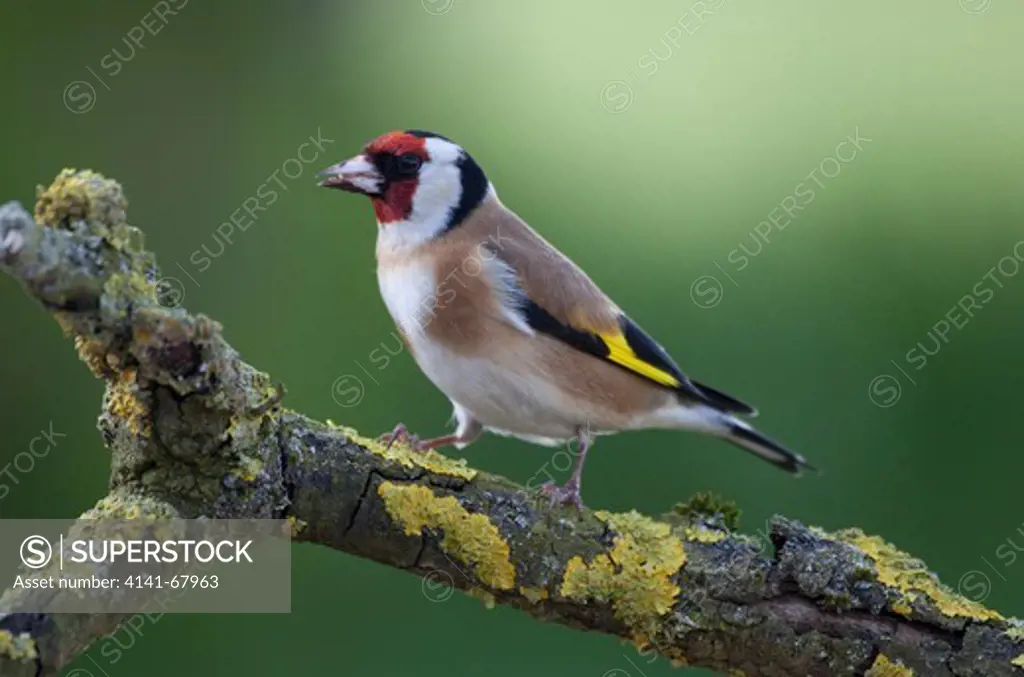 Goldfinch, Carduelis carduelis, male