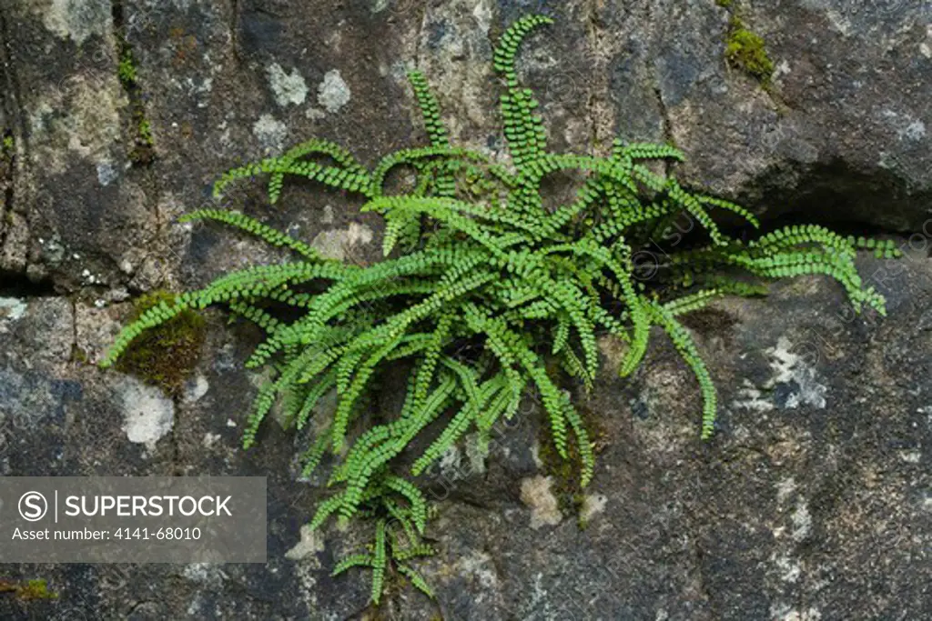 Spleenwort, Asplenium trichomanes growing from limestone
