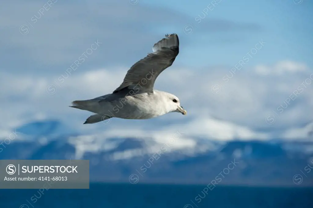 Northern fulmar, Fulmarus glacialis, Spitsbergen, Svalbard, Arctic