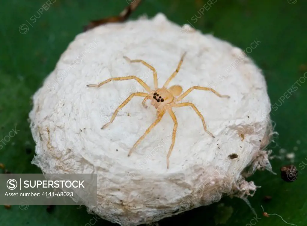 A newly hatched huntsman spiderling on egg case, Petaling Jaya, Malaysia