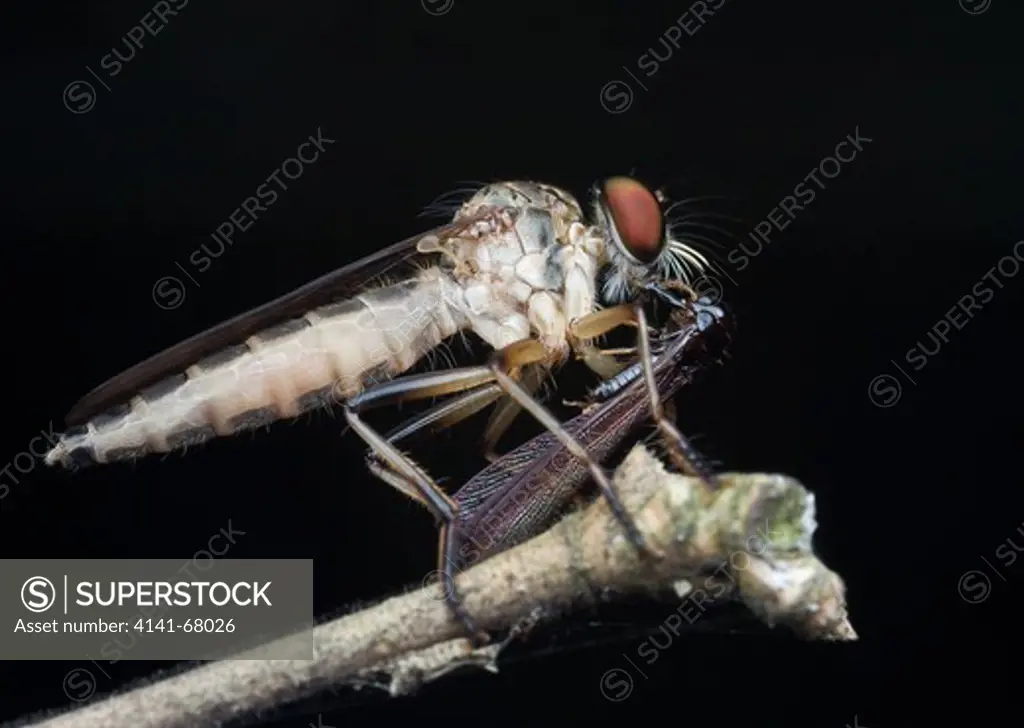 A robber fly with winged termite prey, Kuala Lumpur, Malaysia