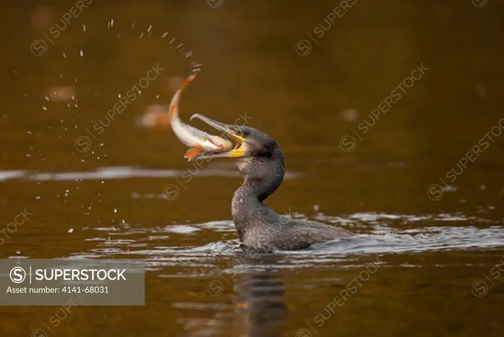 Cormorant, Phalacrocorax carbo in freshwater lake with freshly caught perch